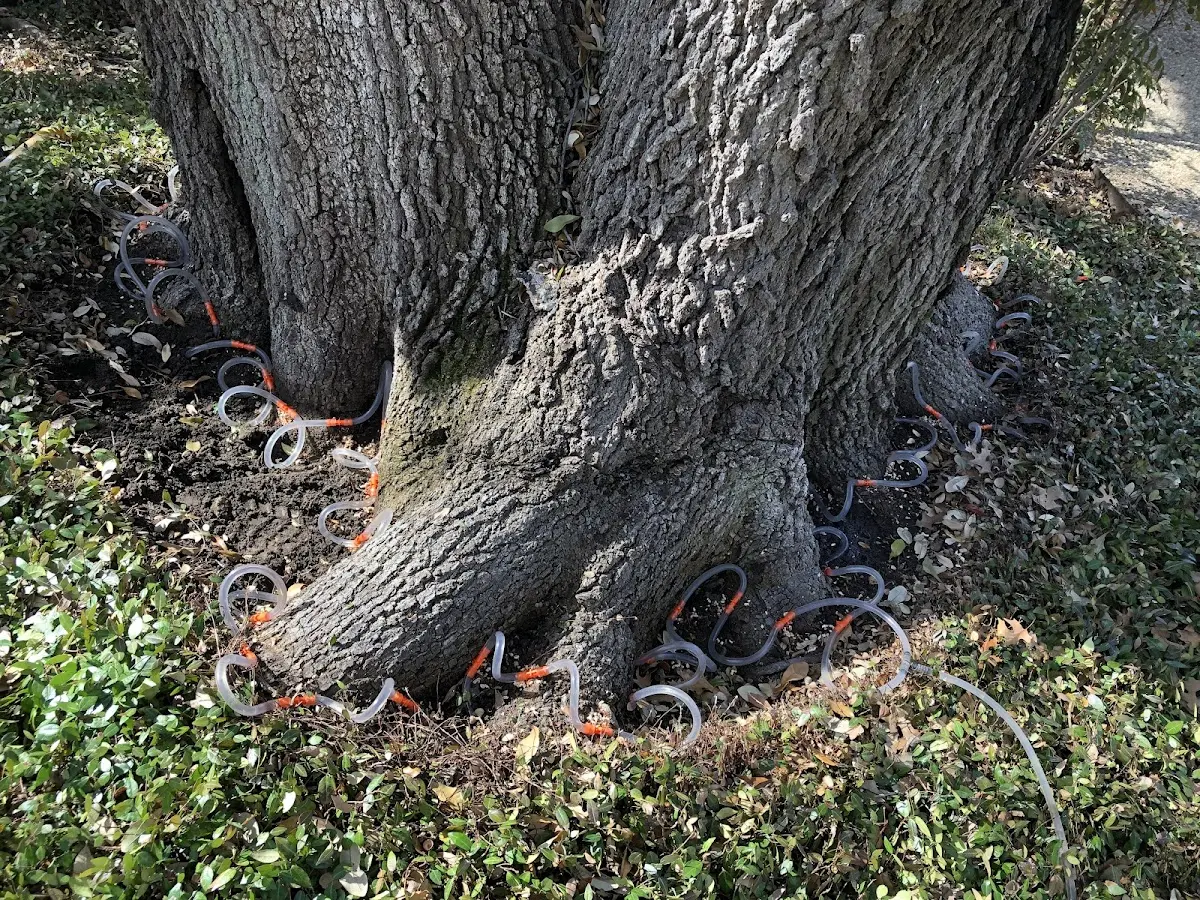 Detailed Tree Cabling and Bracing job site in Hico