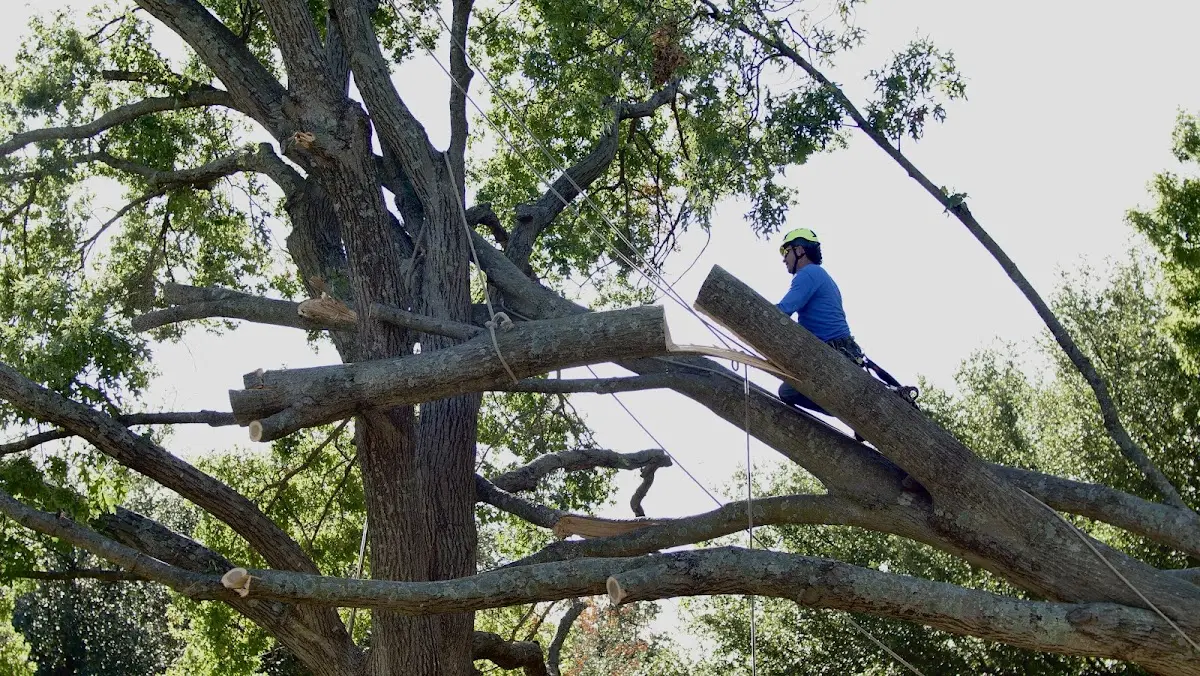 Professional Hazardous Tree Removal performed by certified arborists in Hico