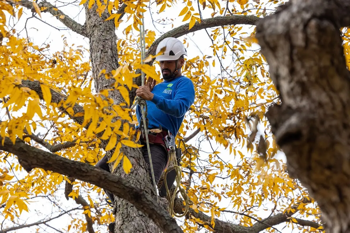 Skilled Tree Planting crew working in Hico
